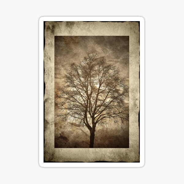 Birch Tree Sticker