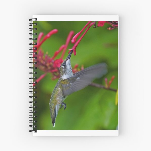 Item preview, Juvenile male Hunmmingbird designed and sold by Anthony Goldman.