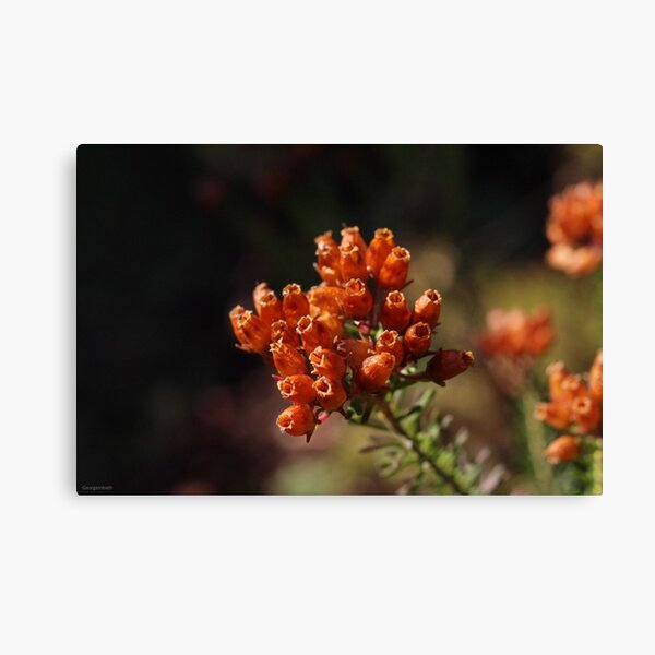Item preview, Orange flowers blooming photography print designed and sold by Georgeinbath.