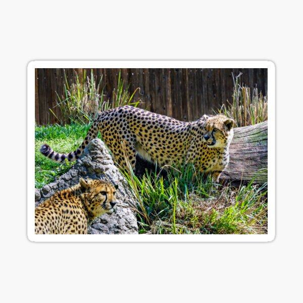 Cheetah looking Cute Sticker