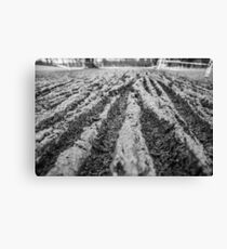 Mud Grooves Canvas Print