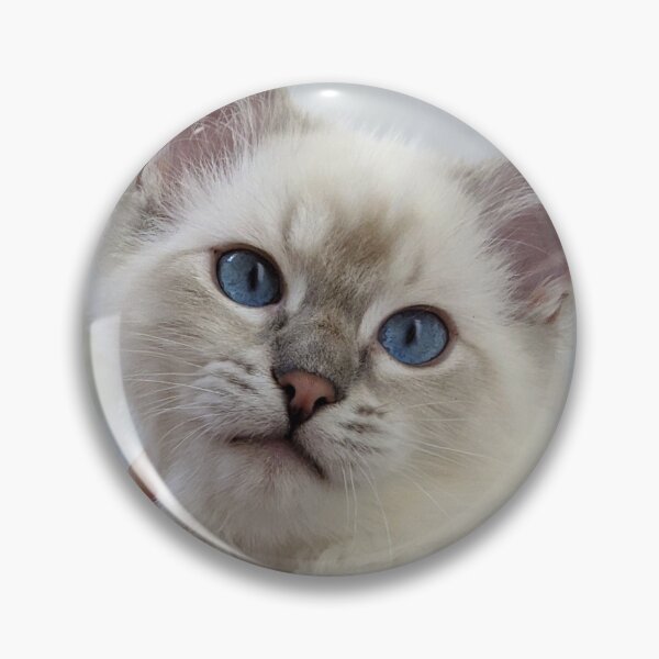 Item preview, Ragdoll kitten Saoirse designed and sold by Fluffycat2020.