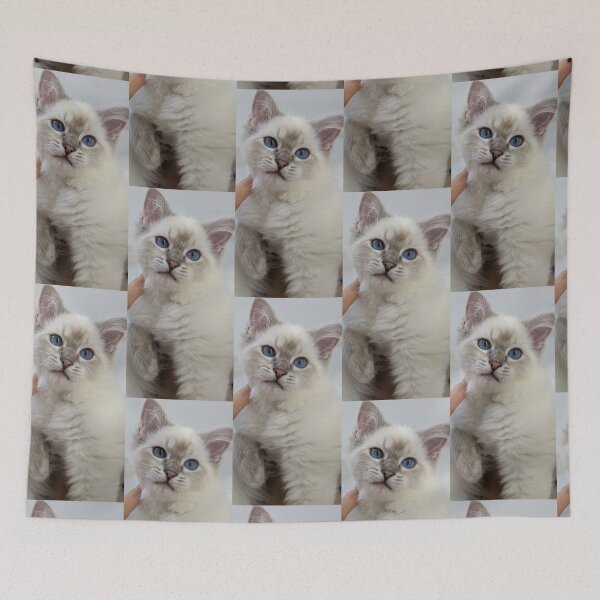 Item preview, Ragdoll kitten Saoirse designed and sold by Fluffycat2020.
