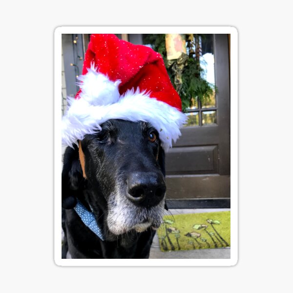 Christmas Dog - Rooster in a Santa hat Sticker