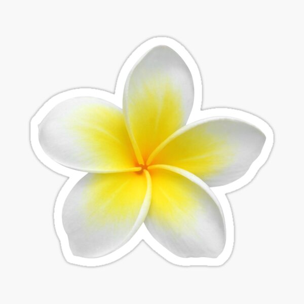 Hawaiian Plumeria Sticker