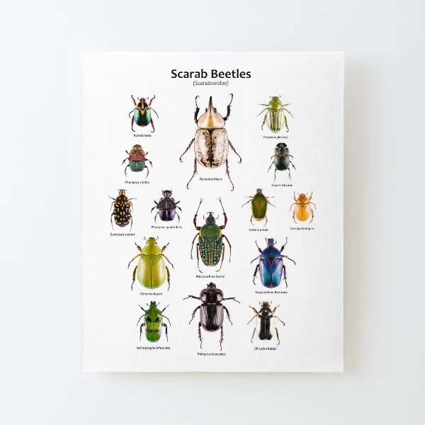 Scarab large cheapest print