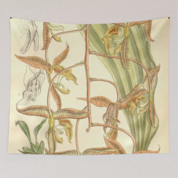 Item preview, Gongora gratulabunda Curtis' 118 (Ser. 3 no. 48) pl 7224 (1892) designed and sold by EsotericBotanic.