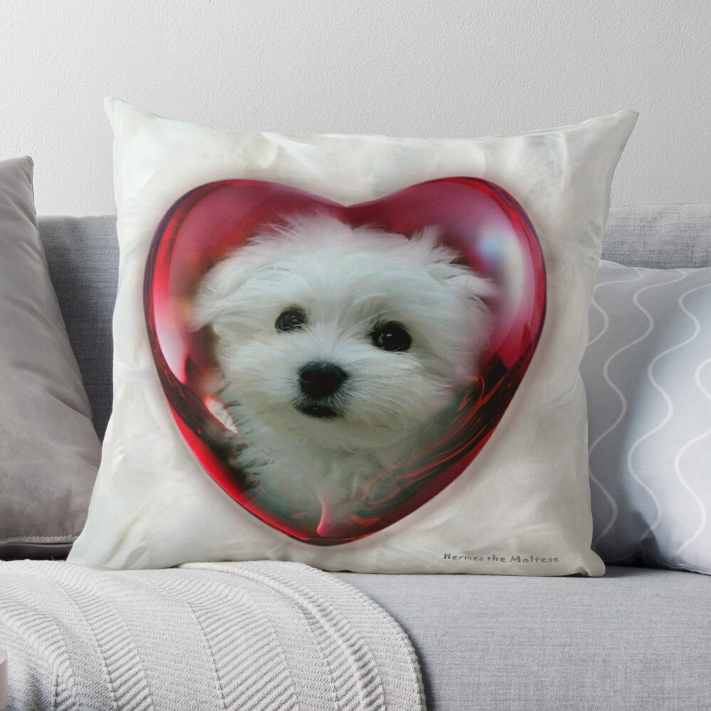 Maltese pillow outlet