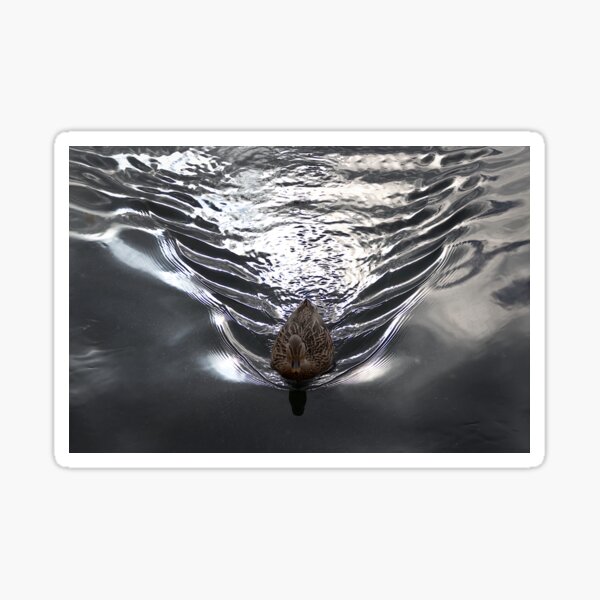 Mallard at sunset Sticker