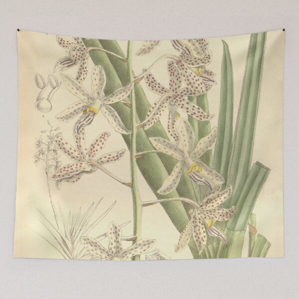 Item preview, Dipodium paludosum Curtis' 122 (Ser. 3 no. 52) pl 7464 (1896) designed and sold by EsotericBotanic.