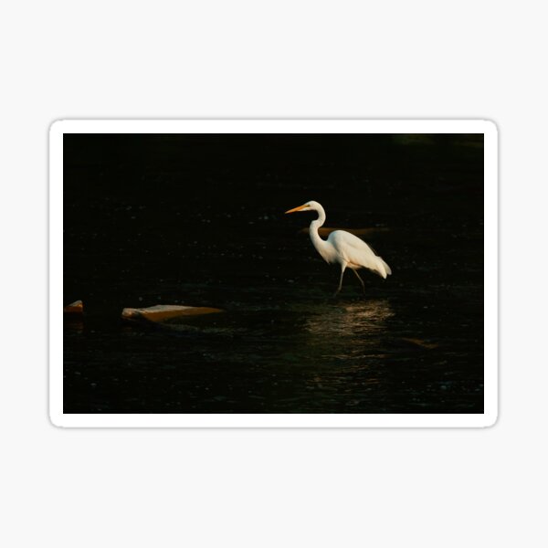 Egret fishing for supper. Sticker