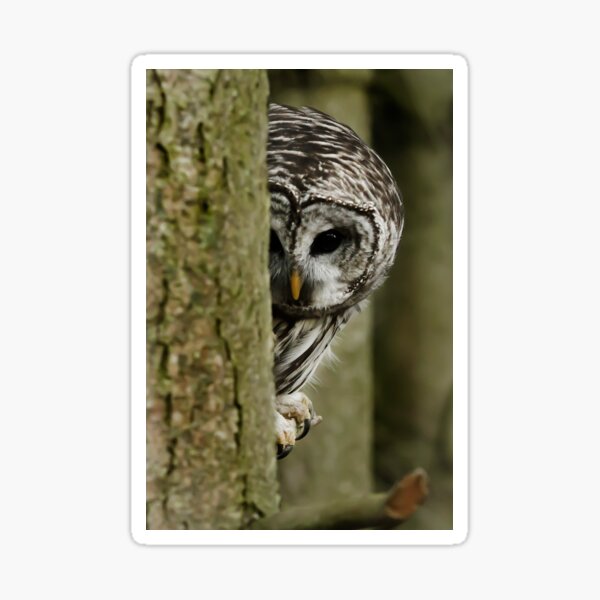 Peek a boo Sticker