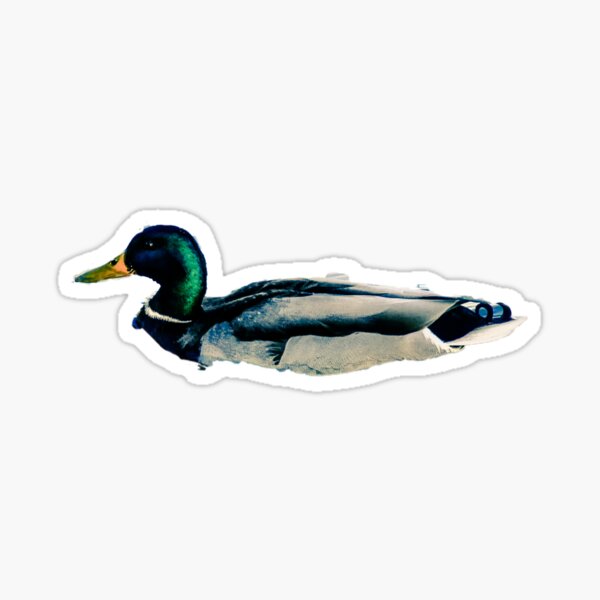 Ducky Sticker