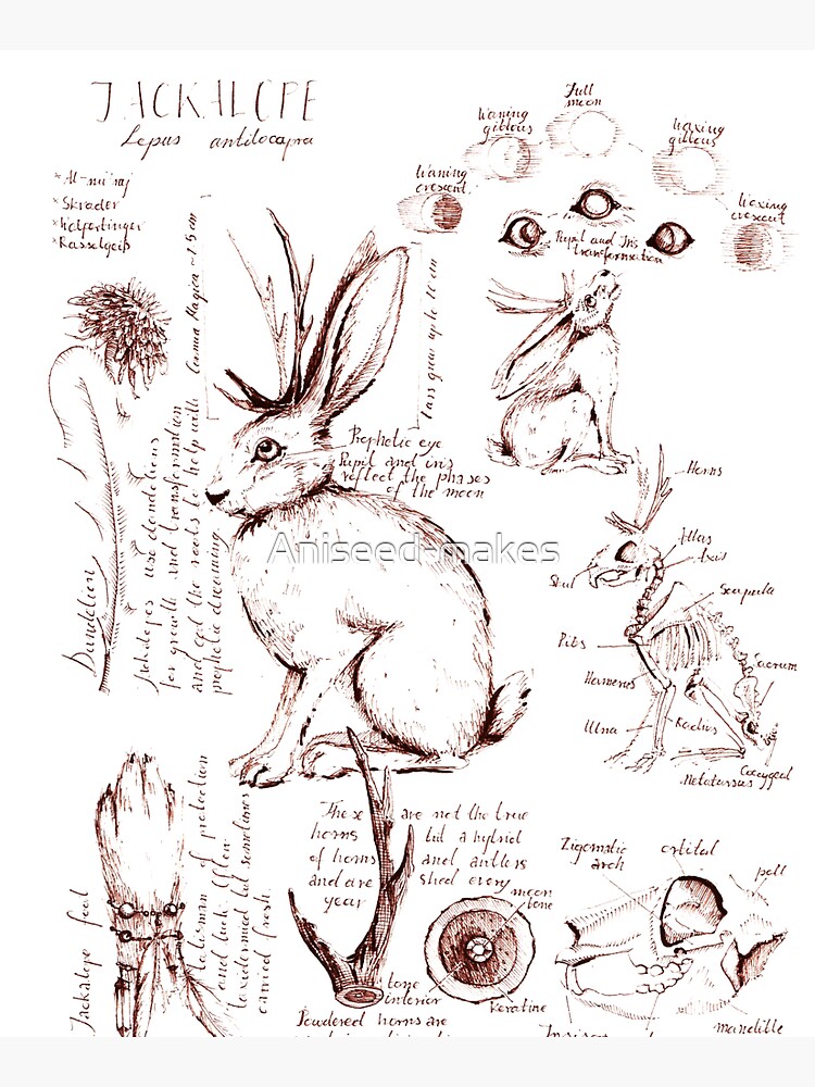 Jackalope field notes