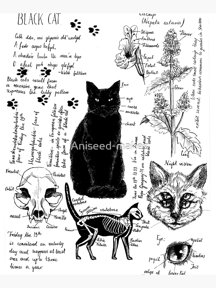 Anatomy of black cat | Tote Bag