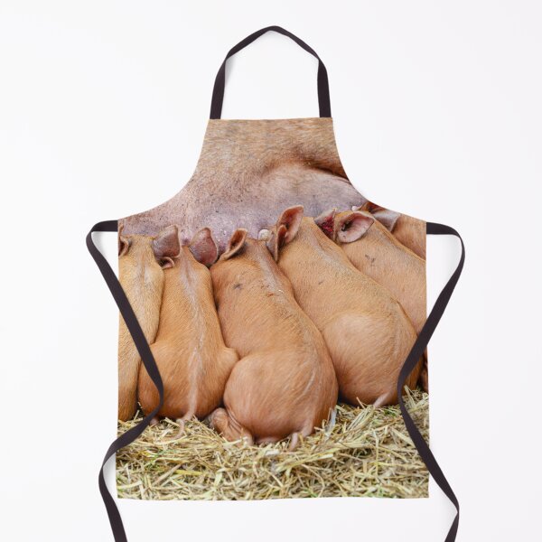 Item preview, Tamworth Piglets feeding designed and sold by Dalyndigital Photography.