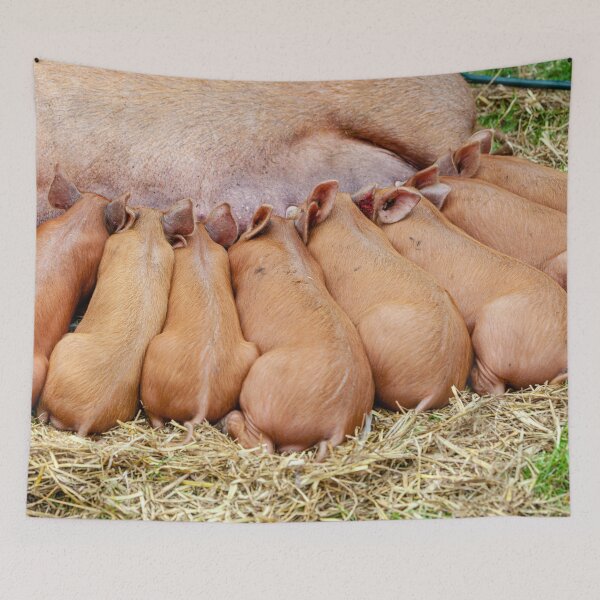 Item preview, Tamworth Piglets feeding designed and sold by Dalyndigital Photography.
