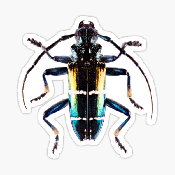 Long-Horned Beetle (Sphingnotus mirabilis) Sticker
