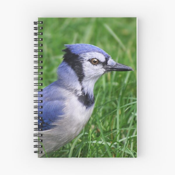 Artikelvorschau, Bluejay entworfen und verkauft von cherylorraine.