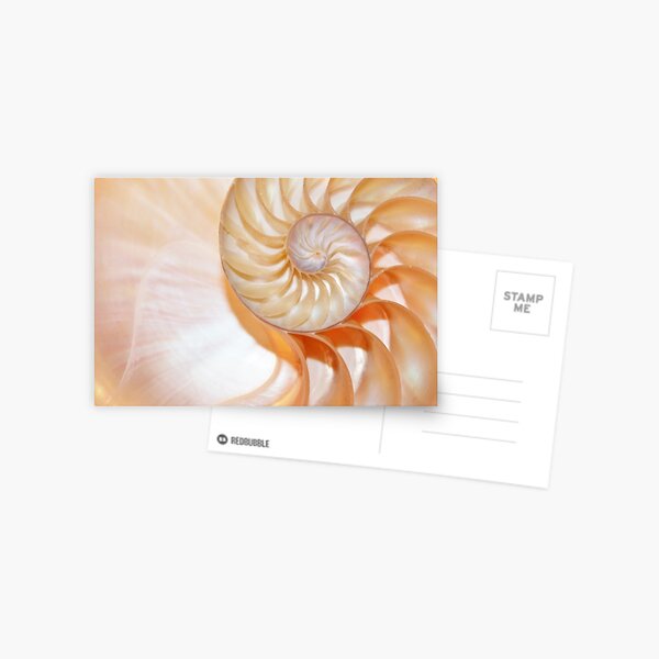 Item preview, shell Nautilus shell fibonacci golden ratio background designed and sold by cheekylorns.