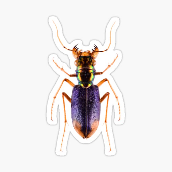 Metallic Tiger Beetle (Tetracha spixii opulenta) Sticker