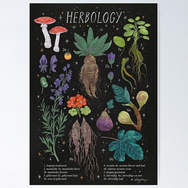 Poster The Mandrake - Herbology