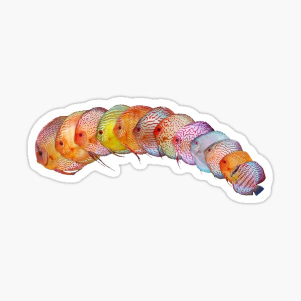 Discus Fish from Amazon Sticker