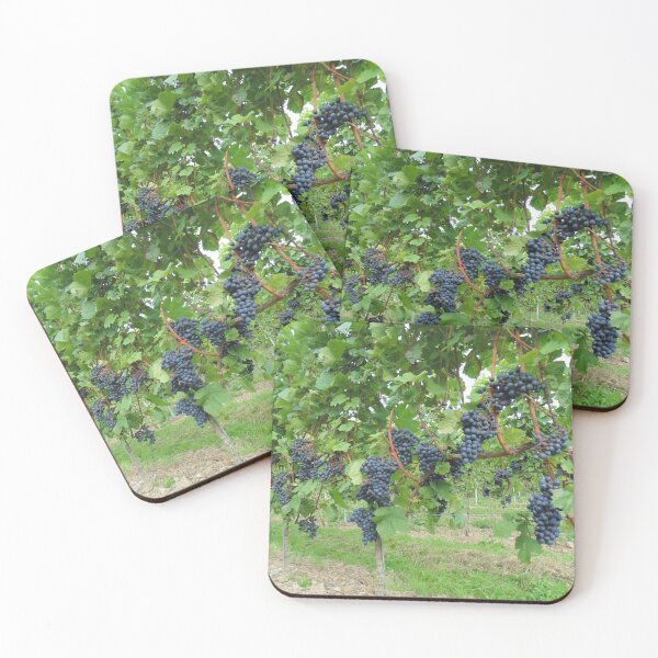 Item preview, Black grapes in a vineyard in Belgium designed and sold by wineandwords.