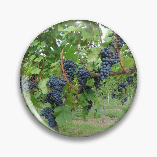 Item preview, Black grapes in a vineyard in Belgium designed and sold by wineandwords.