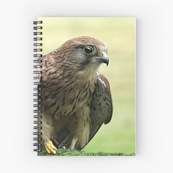 Item preview, Common Kestrel designed and sold by Irene  Burdell.