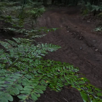 Artwork thumbnail, Nature trails by Rickybooby