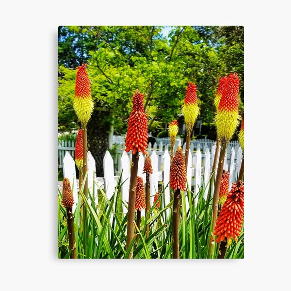 Red Hot Picket Fence Canvas Print