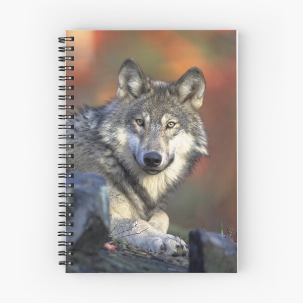 Item preview, Wolf designed and sold by Magounette.