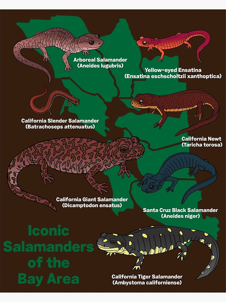 "Iconic Salamanders of the Bay Area" Poster for Sale by TouchMyCrotalus