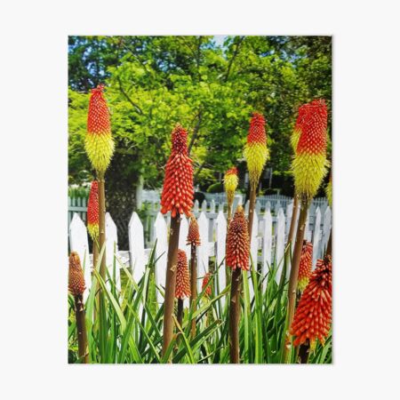 Item preview, Red Hot Picket Fence designed and sold by DTrickta.