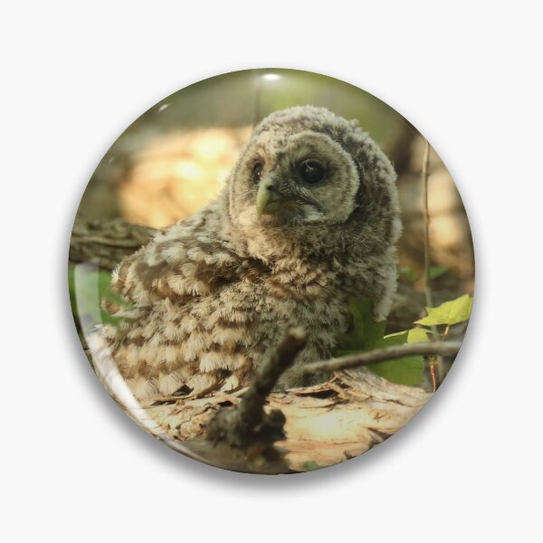 Item preview, Baby barred owlet on forest floor designed and sold by locustgirl.