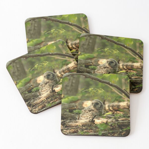 Item preview, Baby barred owlet on forest floor designed and sold by locustgirl.