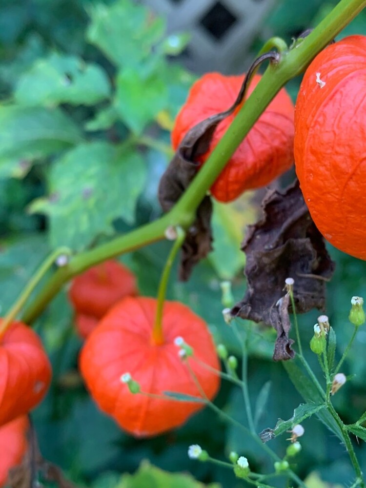 Thumbnail 4 of 4, iPhone Case, Pumpkin plant designed and sold by Rickybooby.