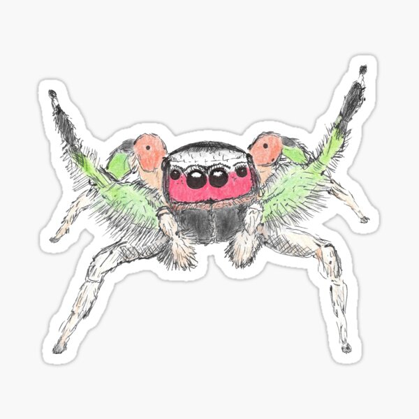 Item preview, Fiery-haired Paradise Jumping Spider (Habronattus pyrrithrix) designed and sold by spiderdaynight.