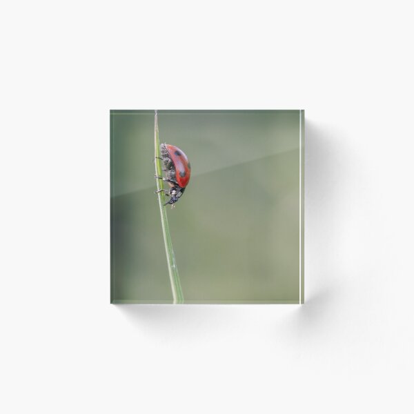 Aperçu de l'œuvre Coccinelle à 7 points créée et vendue par AWLPIX.