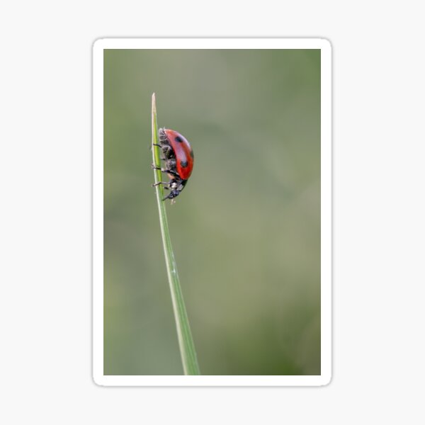 7 spot ladybird Sticker