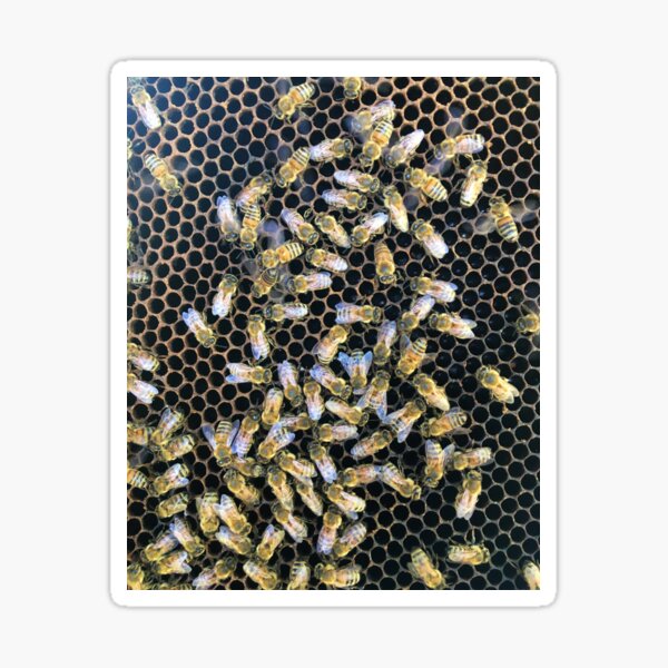 Yellow honey bees Sticker