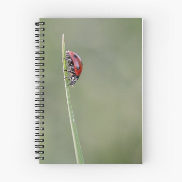Item preview, 7 spot ladybird designed and sold by AWLPIX.