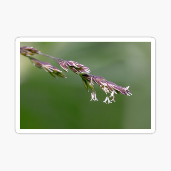 Grass flowers Sticker