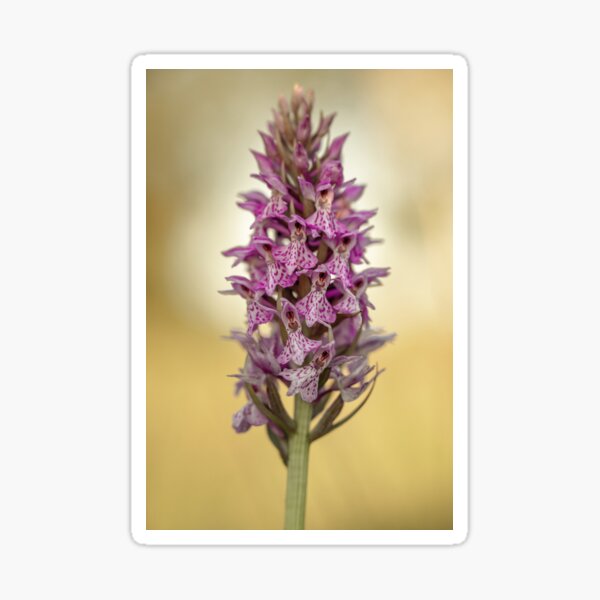 Marsh orchid Sticker