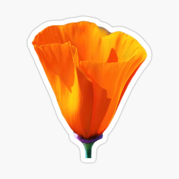 California Poppy Sticker