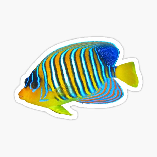 Blue and Yellow Striped Fish Sticker
