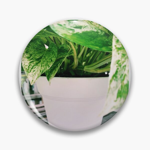 Item preview, Marble Queen Pothos 2 designed and sold by grdnstplantmom.