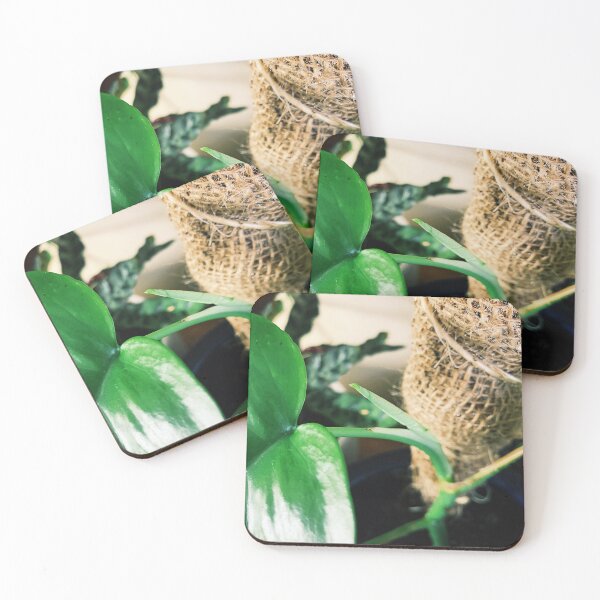 Item preview, Rhaphidophora Tetrasperma designed and sold by grdnstplantmom.