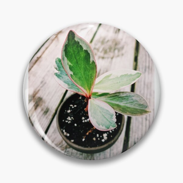 Item preview, Peperomia Ginny designed and sold by grdnstplantmom.